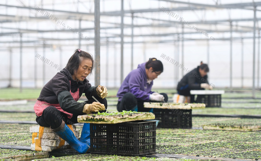 大棚  道县 间苗 农作物  大寒