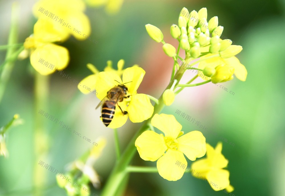 油菜花开迎春来