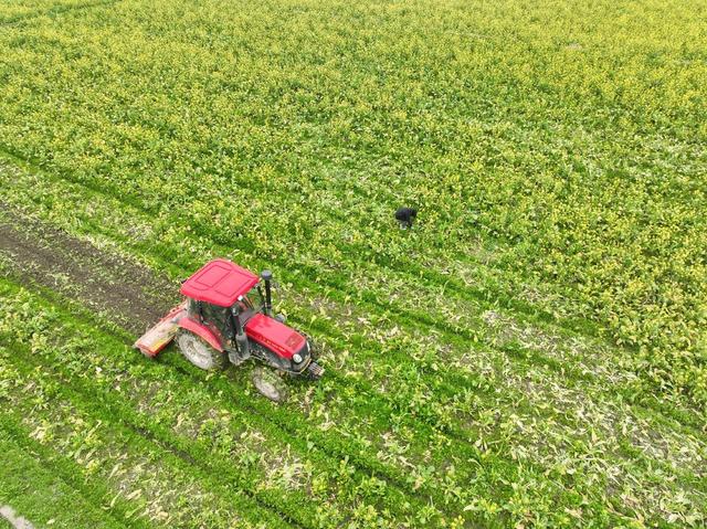 道县 乡村振兴 蔬菜  翻耕