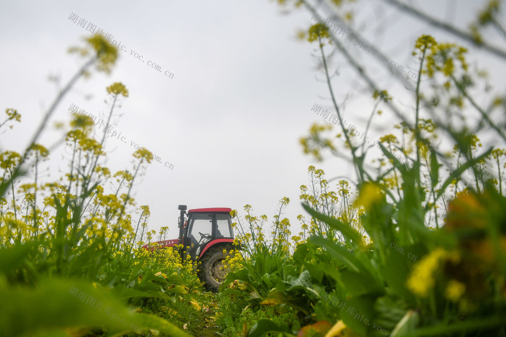 道县 乡村振兴 蔬菜  翻耕