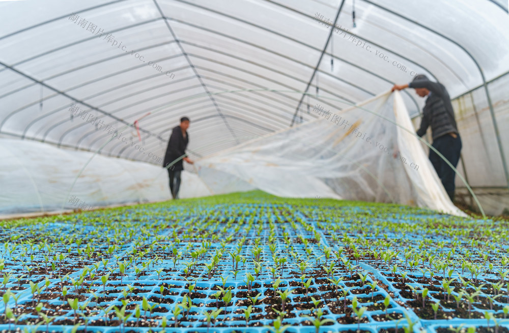 农业 育苗忙 寒冬时节