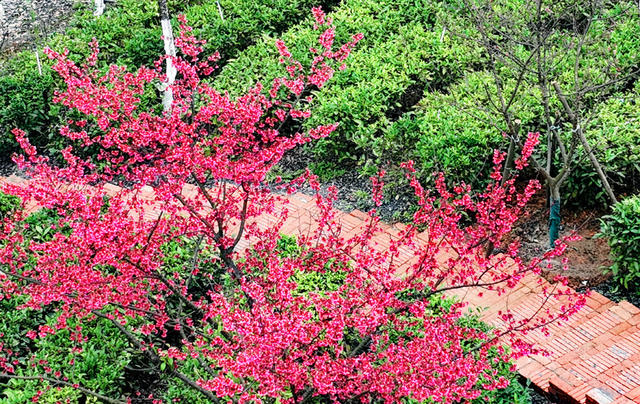 湖南郴州  苏仙区  茶园   樱花  姹紫嫣红