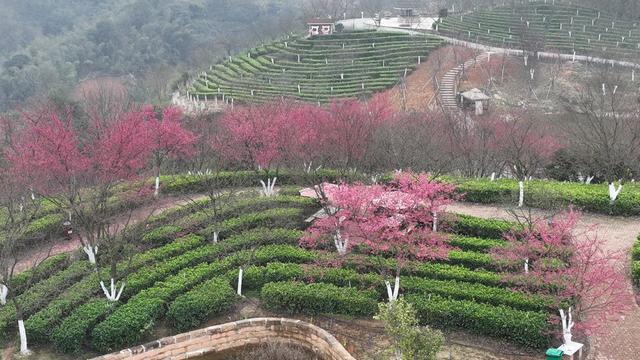 湖南郴州  苏仙区  茶园   樱花  姹紫嫣红