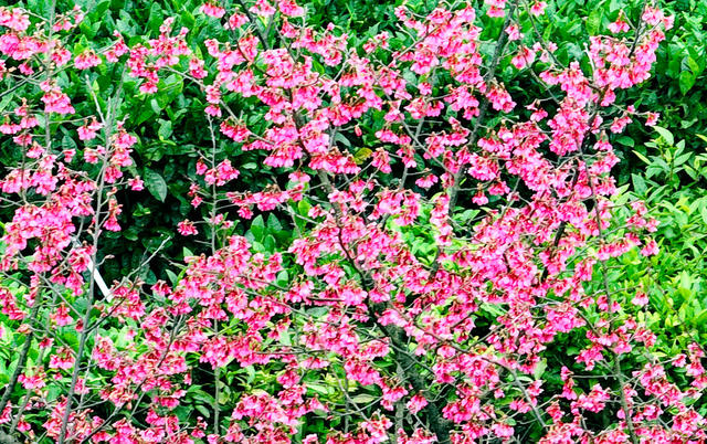 湖南郴州  苏仙区  茶园   樱花  姹紫嫣红