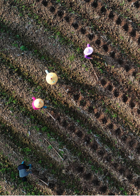 嘉禾：冬日备种农事忙