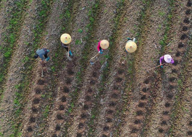 嘉禾：冬日备种农事忙