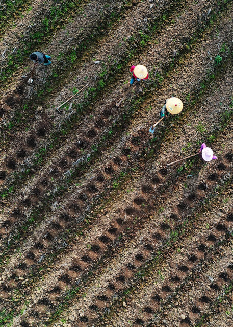 嘉禾：冬日备种农事忙