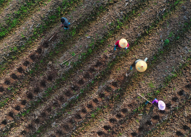 嘉禾：冬日备种农事忙