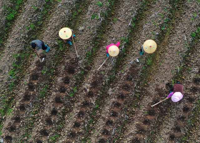 嘉禾：冬日备种农事忙