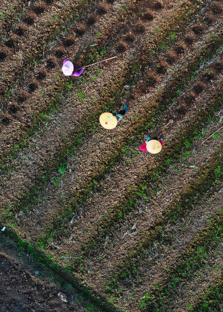 嘉禾：冬日备种农事忙