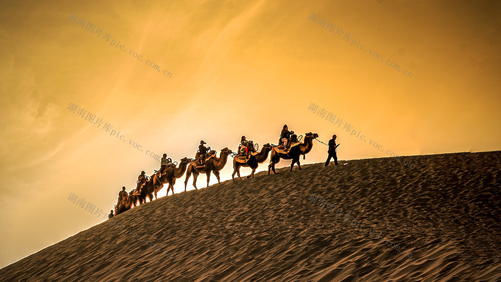 新疆  沙漠  骆驼
