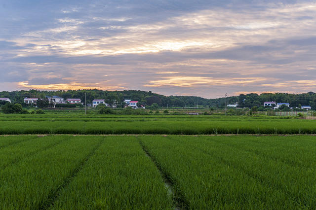 田野