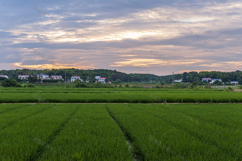 田野