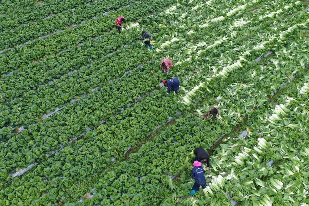 蔬菜  保供  防灾  