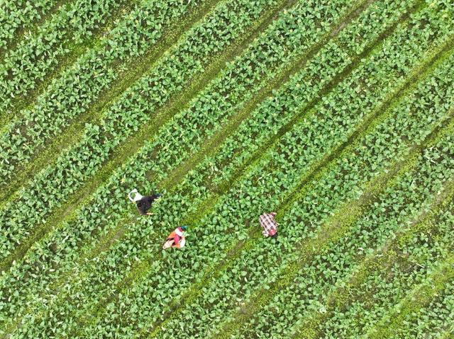 节气  蔬菜 抢收 寒潮 道县