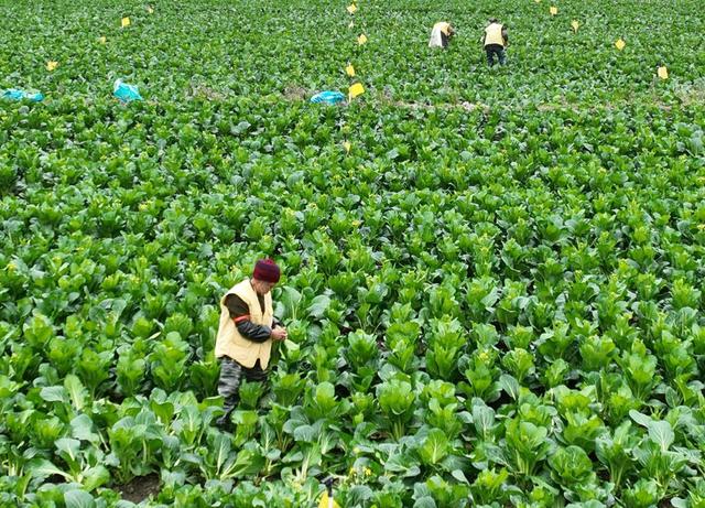节气  蔬菜 抢收 寒潮 道县