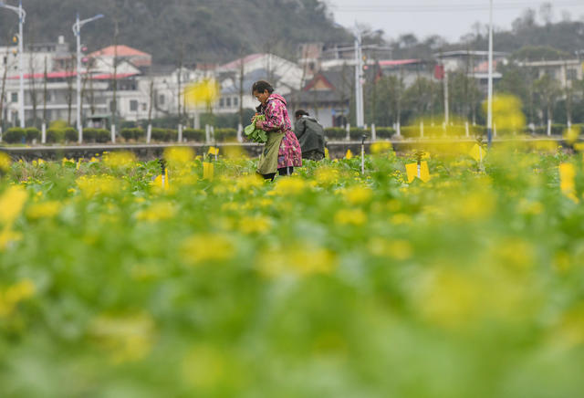 节气  蔬菜 抢收 寒潮 道县