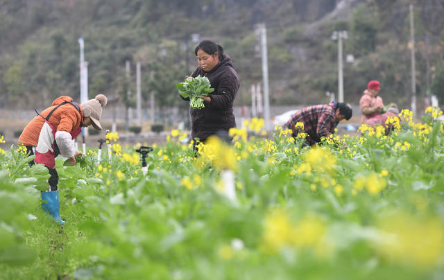节气  蔬菜 抢收 寒潮 道县