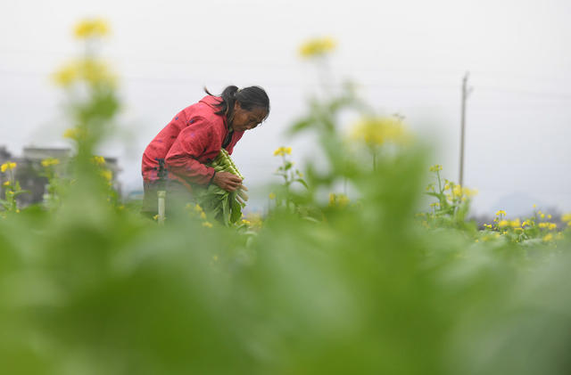 节气  蔬菜 抢收 寒潮 道县