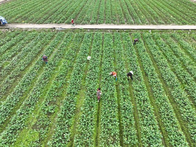 节气  蔬菜 抢收 寒潮 道县