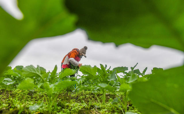 节气  蔬菜 抢收 寒潮 道县