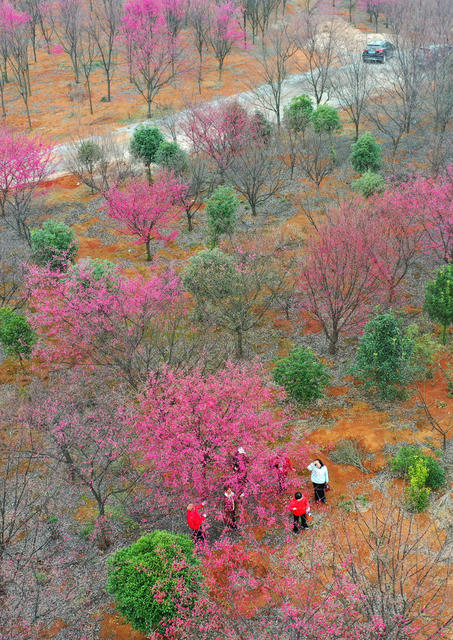 湖南嘉禾：早樱盛开乡村美