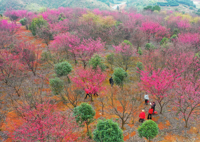 湖南嘉禾：早樱盛开乡村美