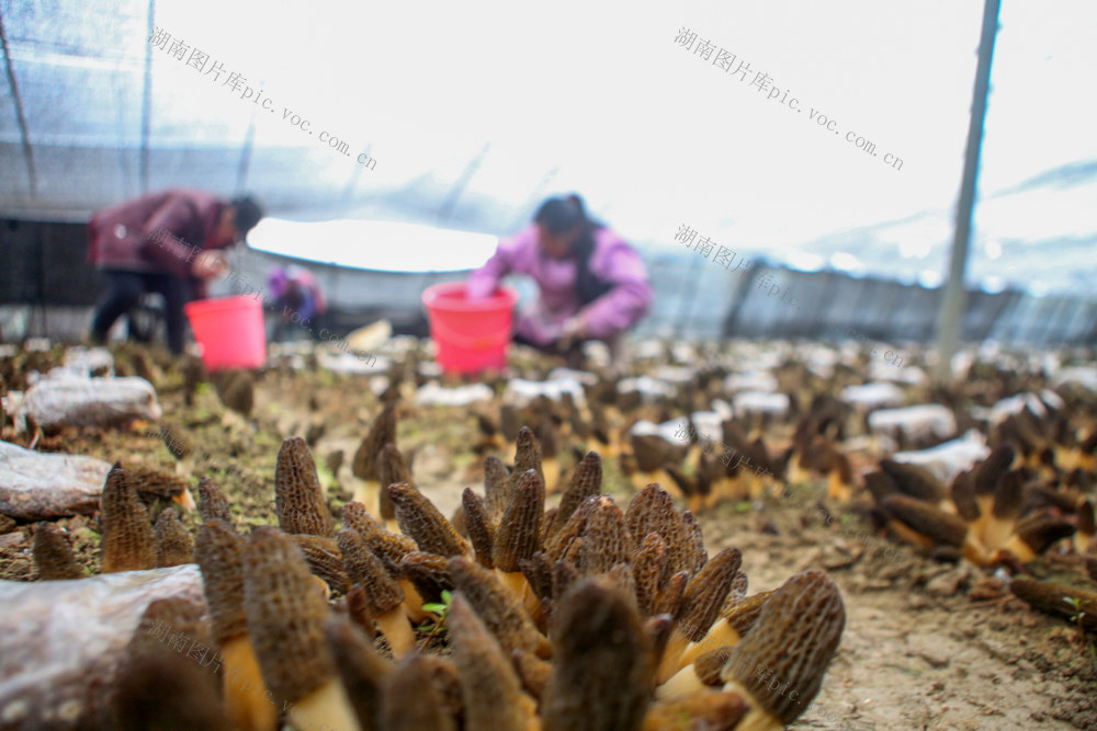 湖南，湘西，蔬菜，节日，春节，市场，优质，富硒，羊肚菌