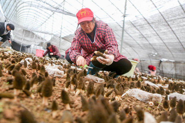 湖南，湘西，蔬菜，节日，春节，市场，优质，富硒，羊肚菌