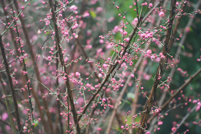梅花 大寒  道县  春天