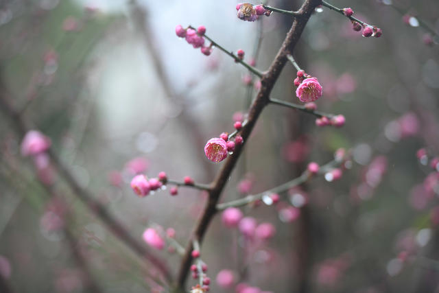 梅花 大寒  道县  春天