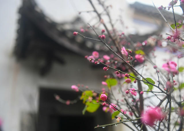 梅花 大寒  道县  春天