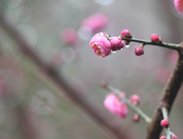 梅花 大寒  道县  春天