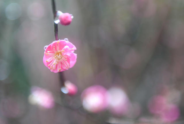 梅花 大寒  道县  春天