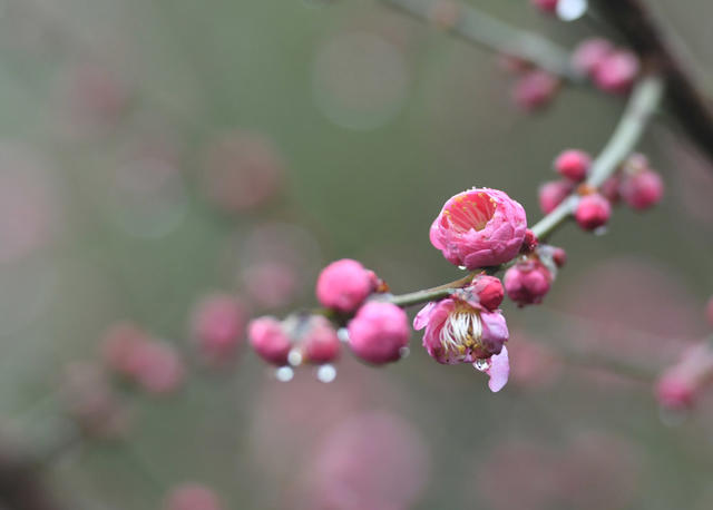 梅花 大寒  道县  春天