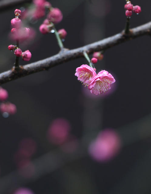梅花 大寒  道县  春天
