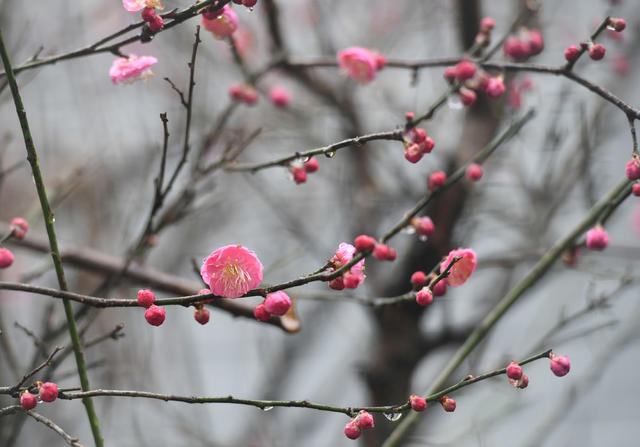 梅花 大寒  道县  春天
