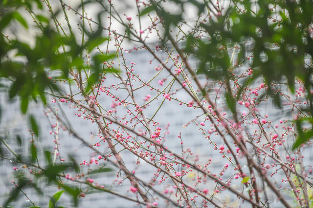梅花 大寒  道县  春天