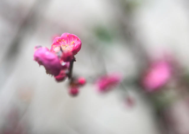 梅花 大寒  道县  春天