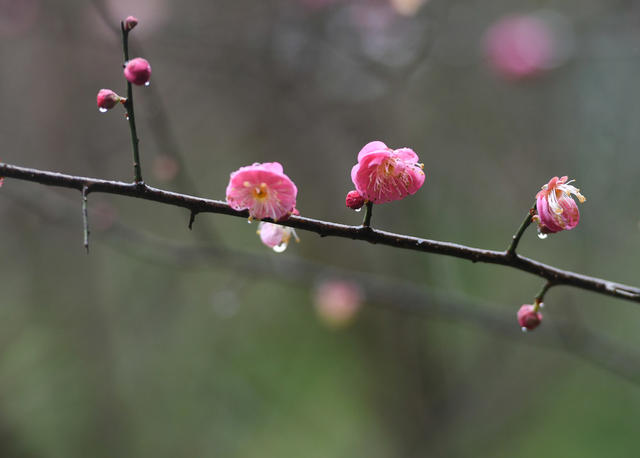 梅花 大寒  道县  春天