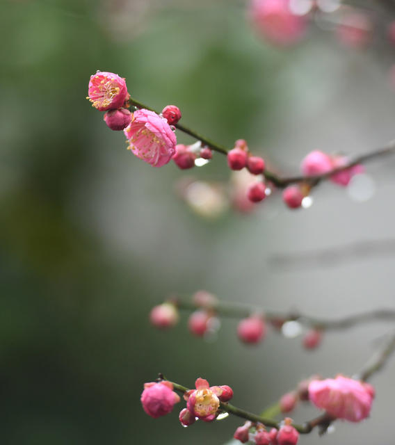 梅花 大寒  道县  春天