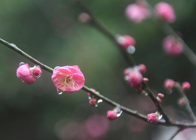 梅花 大寒  道县  春天