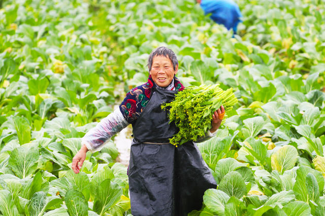 严寒  抢收  蔬菜  供应