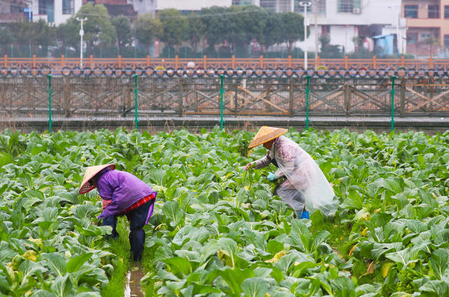 严寒  抢收  蔬菜  供应