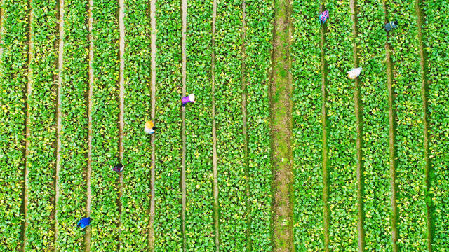 严寒  抢收  蔬菜  供应