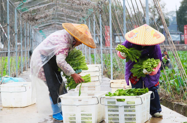 严寒  抢收  蔬菜  供应