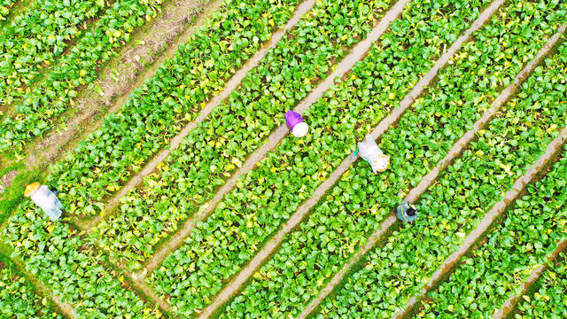 严寒  抢收  蔬菜  供应