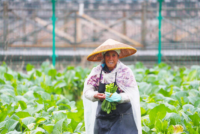 严寒  抢收  蔬菜  供应