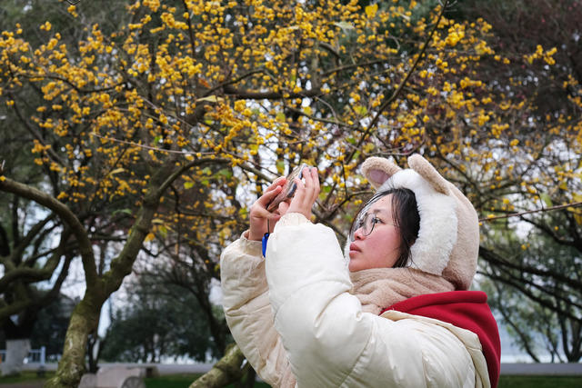 橘子洲，梅花香