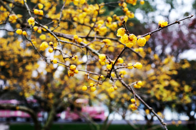 橘子洲，梅花香